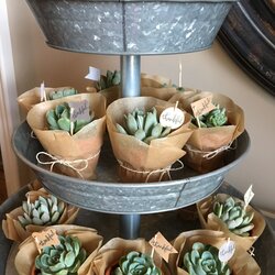 Terrific Loved Making These For Baby Shower Let Love Favors Cactus Favor Favours Succulents Thank Souvenirs