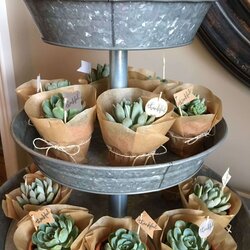 Brilliant Cute Succulent Cactus Party Ideas For Baby Shower Or Any Favors Favours Succulents Cutest Meredith